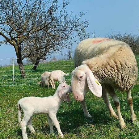 B&B Naturin - Cascina Colombaro Lauriano Buitenkant foto
